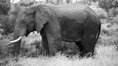 Black and white elephant Kenya Africaの写真素材