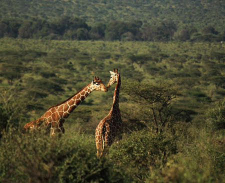 Two giraffe canoodling in Kenya Africaの写真素材