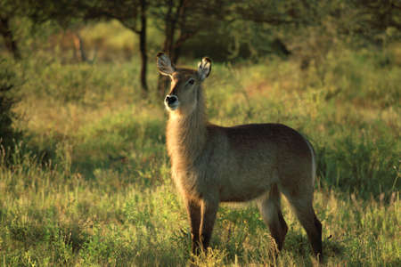 Female waterbuck stood in the grass in Kenya Africaの写真素材