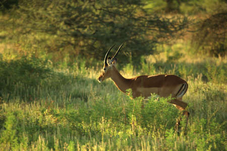 Impala walking through the grass Kenya Africaの写真素材