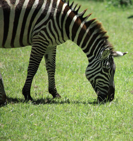 Zebra eating grass in Kenya Africaの写真素材