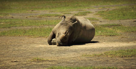 Sleeping Rhino at Lake Nakuru Rift Valley Kenyaの写真素材