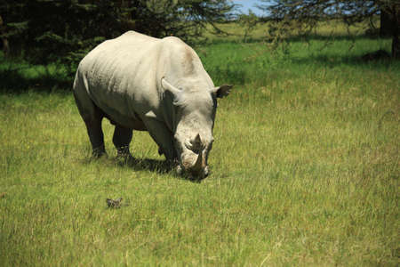 Rhino eating grass in Kenya Africaの写真素材