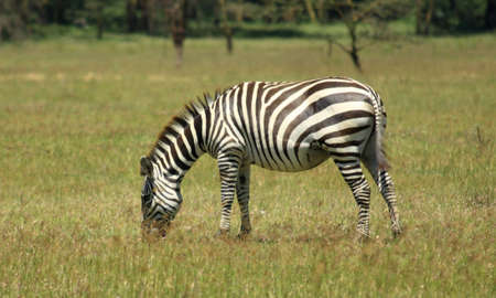 Zebra at Lake Nakuru Kenya Africaの写真素材