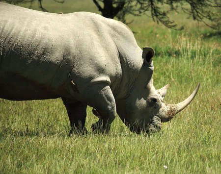 White Rhino with birds sat on him in Kenya Africa
の写真素材