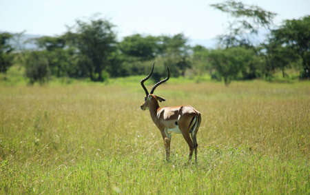 Single impala stood in the grass in Kenya Africaの写真素材