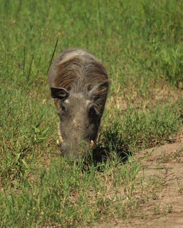 A grazing warthog in Kenya Africaの写真素材