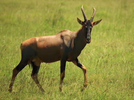 Topi antelope in the Masai Mara National park Kenya Africaの写真素材