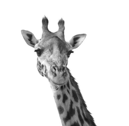 Black and white giraffe portrait Kenya Africaの写真素材