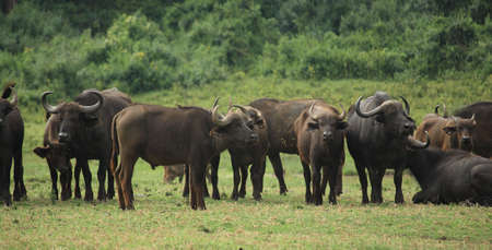 A group of buffalo in Kenya Africaの写真素材