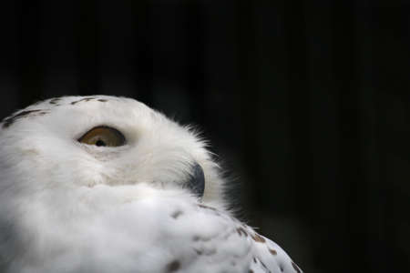 Close up of a snowy owl's face