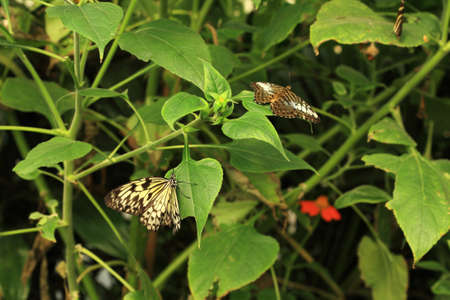 White Tree Nymph Butterfly also known as Paper Kite or Rice Paper butterfly
の写真素材