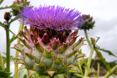 Purple artichoke, cardoon  Cynara cardunculus  growing in a garden の写真素材
