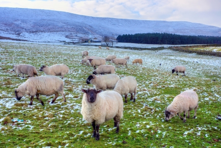 Winter pasture with black face sheep in Peak District の写真素材
