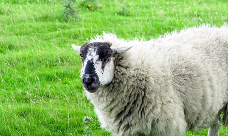 Black-faced sheep in a pasture.の写真素材