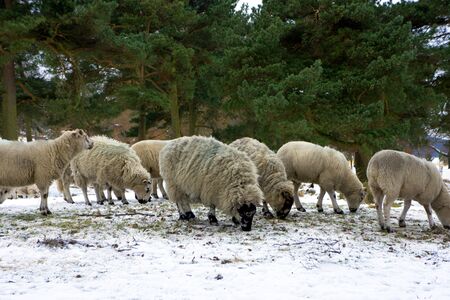 Winter pasture with black face sheep in Peak District.の写真素材