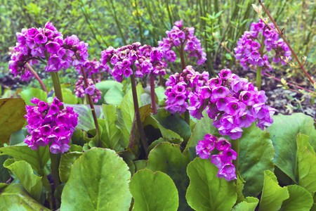 Purple springtime garden flowers Bergenia cordifolia の写真素材