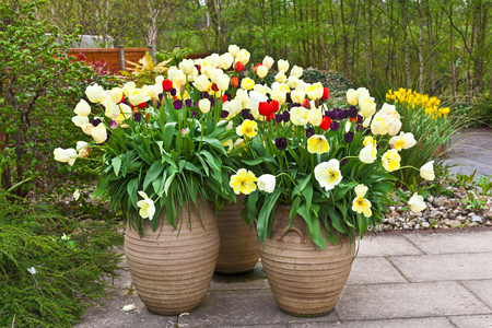 Red, blue and golden tulips in large ceramic planters on a flagged flagged patio.の写真素材