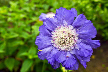Blue scabious pincushion flower close up.の写真素材