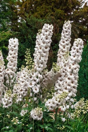 Tall white delphinium flowers in a herbaceous border of an English Garden.の写真素材