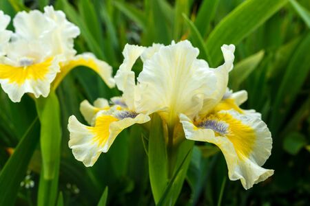 Golden yellow flower of tall bearded iris close-up.