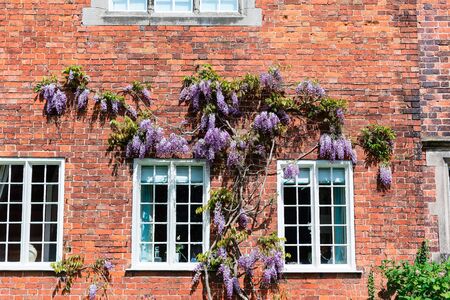 Brick wall of an old house with climbing wisteria.の写真素材