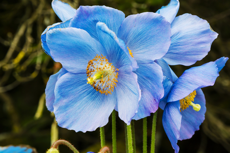Large flowers of Meconopsis Himalayan blue poppy close-up.の写真素材