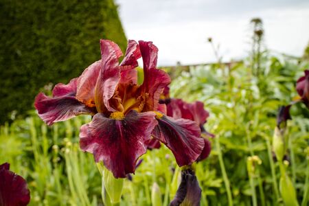 Deep Burgundy Colour Bearded Iris in a garden's herbaceous border.