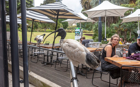 SYDNEY, AUSTRALIA - April 2, 2019: White Australian Ibis (Threskiornis molucca) with an open bill sitting on a railing of an outdoor restaurant.のeditorial素材