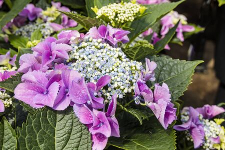 Close up of lase-cap Macrophylla Hydrangea Teller Blue flowers.の写真素材
