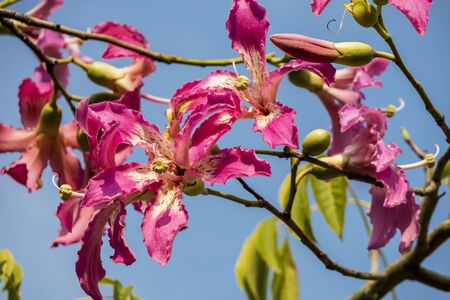 Pink flowers of the silk floss tree Ceiba speciosa, formerly Chorisia speciosa.