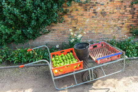 Large old wheelbarrow in a garden with crates half filled with crop of green apples.の写真素材
