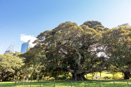 Large, old Ficus Macrophylla, commonly known as the Moreton Bay fig or Australian banyan in Sydney park.の写真素材