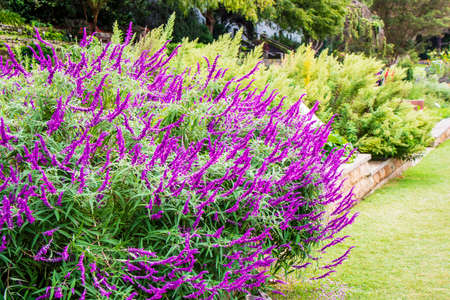 Flowering plant Lythrum salicaria or purple loosestrife in a herbaceous border.の写真素材
