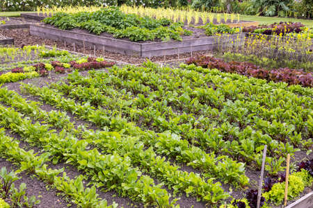 Potager garden with symmetrical garden beds growing rows of vegetables with flowers, fruit and herbs intermingled.の写真素材