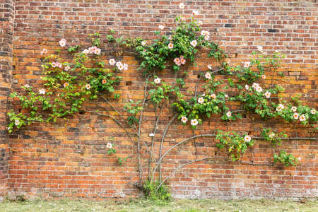 Large espaliered pink rose trained against old brick wall.の写真素材