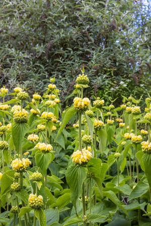 Tall flowering plants of Jerusalem Sage also Phlomis fruticosa in garden border.の写真素材
