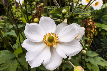 Single white Anemone, stunning late summer, fall bloom.の写真素材