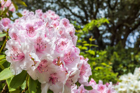Close up of a large cluster of delicate pink rhododendron flowers.の写真素材