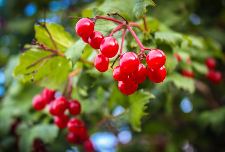 Red viburnum branch in the garden. Viburnum viburnum opulus berries and leaves outdoor in autumn fall. Bunch of red viburnum berries on a branchの写真素材