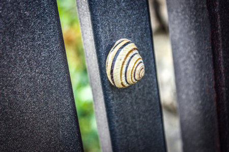 Background grape snail against a background of graphite-gray square tubesの写真素材
