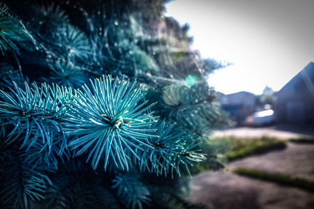Branches of blue fir tree with white cobweb. backgroundの写真素材