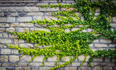 The green ivy on a stone wall, a beautiful backgroundの写真素材