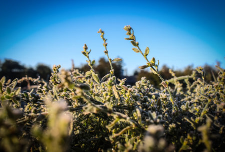 Close-up photograph of ice and frost on grass and leaves on a cold foggy winter morning in Broomfield Park, London.の写真素材