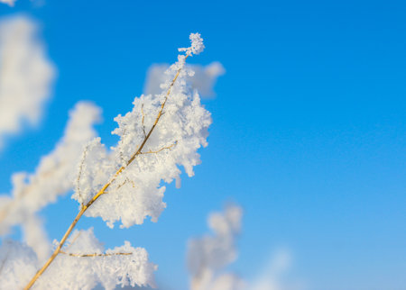 white branches of trees covered with a thick layer of white frost against a bright blue sky. background image.の写真素材