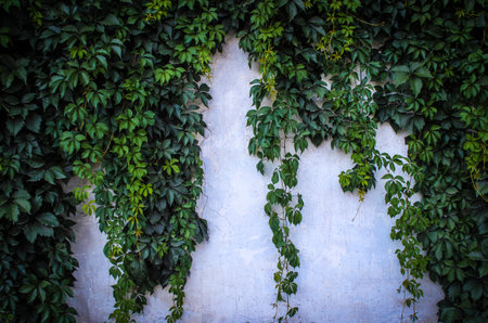 concrete wall and ornamental plants or ivy or garden tree for background.の写真素材