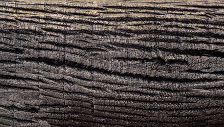 Close-up shot of dry tree bark textured background.の写真素材