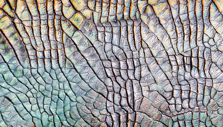 colorful iguana reptile skin, close upの写真素材