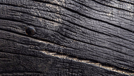 wood texture. macro photo. Black texture background. top view.の写真素材