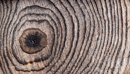 Log close up wooden background, macro photo of tree slice, black and white photoの写真素材